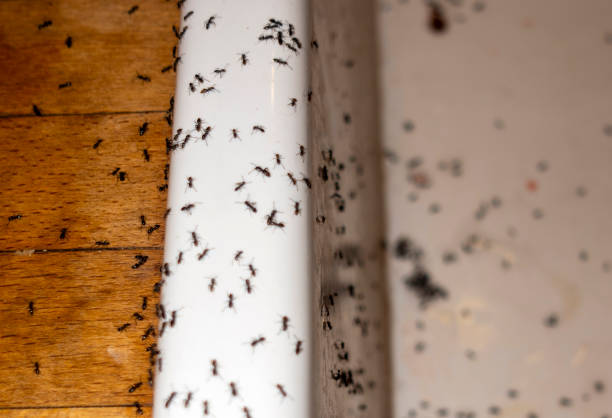 Best Wildlife Control Services  in Yucos, CA
